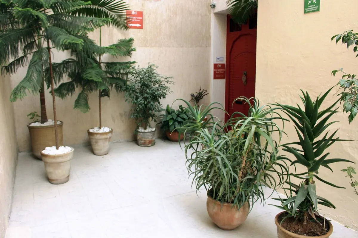 Un rincón del patio con palmeras en macetas