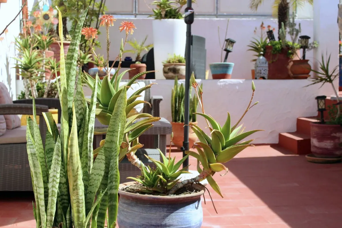 Aloes y plantas crasas junto a los pretiles encalados